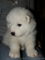 Очаровательные щенки самоедской лайки - <ro>Изображение</ro><ru>Изображение</ru> #5, <ru>Объявление</ru> #558595