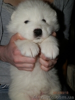 Очаровательные щенки самоедской лайки - <ro>Изображение</ro><ru>Изображение</ru> #4, <ru>Объявление</ru> #558595