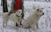 Щенки среднеазиатской овчарки (алабая)  - <ro>Изображение</ro><ru>Изображение</ru> #5, <ru>Объявление</ru> #576471