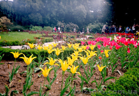 Туры в Крым из Харькова. Навигатор Украина.Парад тюльпанов  - <ro>Изображение</ro><ru>Изображение</ru> #1, <ru>Объявление</ru> #589175