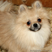 Щенок немецкого шпица - <ro>Изображение</ro><ru>Изображение</ru> #3, <ru>Объявление</ru> #499392