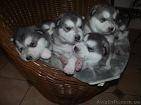 СИМПОТИЧНЫЕ ЩЕНКИ ИЩУТ ХОЗЯЕВ - <ro>Изображение</ro><ru>Изображение</ru> #1, <ru>Объявление</ru> #571674