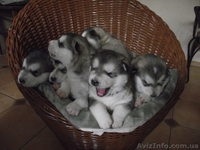 СИМПОТИЧНЫЕ ЩЕНКИ ИЩУТ ХОЗЯЕВ - <ro>Изображение</ro><ru>Изображение</ru> #2, <ru>Объявление</ru> #571674