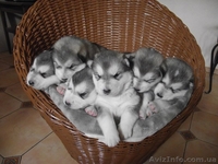 СИМПОТИЧНЫЕ ЩЕНКИ ИЩУТ ХОЗЯЕВ - <ro>Изображение</ro><ru>Изображение</ru> #3, <ru>Объявление</ru> #571674