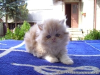 Продам пушистиков!!!!!! - <ro>Изображение</ro><ru>Изображение</ru> #2, <ru>Объявление</ru> #638905