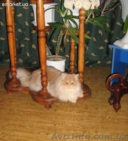 Продам пушистиков!!!!!! - <ro>Изображение</ro><ru>Изображение</ru> #3, <ru>Объявление</ru> #638905