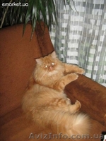 Продам пушистиков!!!!!! - <ro>Изображение</ro><ru>Изображение</ru> #4, <ru>Объявление</ru> #638905