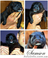 Щенок  американской норки - <ro>Изображение</ro><ru>Изображение</ru> #3, <ru>Объявление</ru> #621029