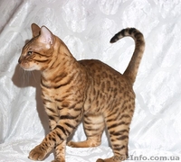 Бенгальский мини леопард, бенгальские котята - <ro>Изображение</ro><ru>Изображение</ru> #2, <ru>Объявление</ru> #631260