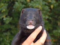 Щенок  американской норки - <ro>Изображение</ro><ru>Изображение</ru> #2, <ru>Объявление</ru> #621029