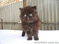 Продам очень красивых персиков! - <ro>Изображение</ro><ru>Изображение</ru> #1, <ru>Объявление</ru> #638897