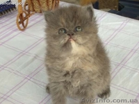 Продам очень красивых персиков! - <ro>Изображение</ro><ru>Изображение</ru> #2, <ru>Объявление</ru> #638897