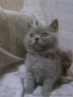 симпотяги британцы и шотландцы - <ro>Изображение</ro><ru>Изображение</ru> #6, <ru>Объявление</ru> #614753