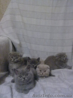 симпотяги британцы и шотландцы - <ro>Изображение</ro><ru>Изображение</ru> #4, <ru>Объявление</ru> #614753