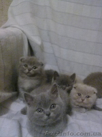 симпотяги британцы и шотландцы - <ro>Изображение</ro><ru>Изображение</ru> #3, <ru>Объявление</ru> #614753