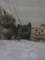 симпотяги британцы и шотландцы - <ro>Изображение</ro><ru>Изображение</ru> #2, <ru>Объявление</ru> #614753