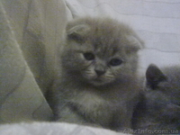 симпотяги британцы и шотландцы - <ro>Изображение</ro><ru>Изображение</ru> #1, <ru>Объявление</ru> #614753