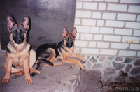 Продам породистых щенков немецкой овчарки - <ro>Изображение</ro><ru>Изображение</ru> #1, <ru>Объявление</ru> #641561