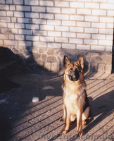 Продам породистых щенков немецкой овчарки - <ro>Изображение</ro><ru>Изображение</ru> #2, <ru>Объявление</ru> #641561