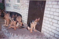 Продам породистых щенков немецкой овчарки - <ro>Изображение</ro><ru>Изображение</ru> #3, <ru>Объявление</ru> #641561