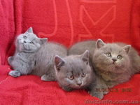 плюшевые вислоушки и прямоушки - <ro>Изображение</ro><ru>Изображение</ru> #5, <ru>Объявление</ru> #636986