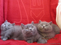 плюшевые вислоушки и прямоушки - <ro>Изображение</ro><ru>Изображение</ru> #4, <ru>Объявление</ru> #636986