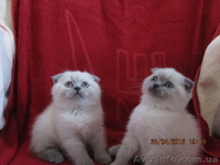 плюшевые вислоушки и прямоушки - <ro>Изображение</ro><ru>Изображение</ru> #7, <ru>Объявление</ru> #636986