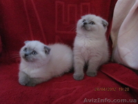 плюшевые вислоушки и прямоушки - <ro>Изображение</ro><ru>Изображение</ru> #8, <ru>Объявление</ru> #636986