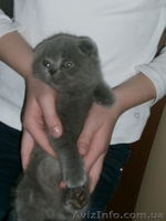  Плюшевые голубые британци   - <ro>Изображение</ro><ru>Изображение</ru> #3, <ru>Объявление</ru> #632446