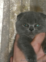  Плюшевые голубые британци   - <ro>Изображение</ro><ru>Изображение</ru> #5, <ru>Объявление</ru> #632446