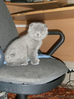  Плюшевые голубые британци   - <ro>Изображение</ro><ru>Изображение</ru> #6, <ru>Объявление</ru> #632446