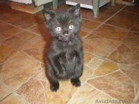 Очаровательные котята от вислоухой кошки пепельного цвета!!! - <ro>Изображение</ro><ru>Изображение</ru> #2, <ru>Объявление</ru> #627967