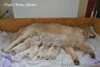 Продам щенков Голден Ретривера от Чемпионов - <ro>Изображение</ro><ru>Изображение</ru> #1, <ru>Объявление</ru> #636664