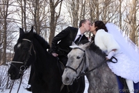 Лошади для фотосессии - <ro>Изображение</ro><ru>Изображение</ru> #2, <ru>Объявление</ru> #622997