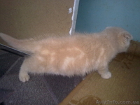 Продам британского вислоухого мальчика, Харьков, 350 грн. СРОЧНО! - <ro>Изображение</ro><ru>Изображение</ru> #2, <ru>Объявление</ru> #658570