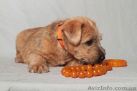 Мягкошерстный Пшеничный Терьер. Щенки. - <ro>Изображение</ro><ru>Изображение</ru> #3, <ru>Объявление</ru> #663732