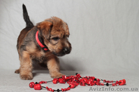 Мягкошерстный Пшеничный Терьер. Щенки. - <ro>Изображение</ro><ru>Изображение</ru> #1, <ru>Объявление</ru> #663732