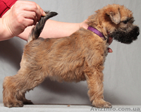 Мягкошерстный Пшеничный Терьер. Щенки. - <ro>Изображение</ro><ru>Изображение</ru> #2, <ru>Объявление</ru> #663732