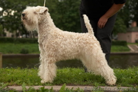 Мягкошерстный Пшеничный Терьер. Щенки. - <ro>Изображение</ro><ru>Изображение</ru> #4, <ru>Объявление</ru> #663732