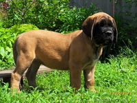 Продам  английского мастифа - <ro>Изображение</ro><ru>Изображение</ru> #1, <ru>Объявление</ru> #661238