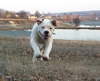 Щенок американского бульдога - <ro>Изображение</ro><ru>Изображение</ru> #1, <ru>Объявление</ru> #644725