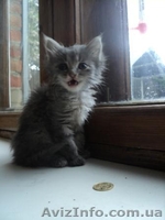 отдам вдобре, заботливые и хорошие руки - <ro>Изображение</ro><ru>Изображение</ru> #2, <ru>Объявление</ru> #653420