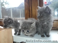 отдам вдобре, заботливые и хорошие руки - <ro>Изображение</ro><ru>Изображение</ru> #1, <ru>Объявление</ru> #653420