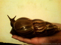 продам или обменяю. - <ro>Изображение</ro><ru>Изображение</ru> #1, <ru>Объявление</ru> #599209