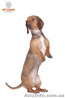 Щенок стандартной гладкошерстной таксы - <ro>Изображение</ro><ru>Изображение</ru> #1, <ru>Объявление</ru> #649656