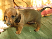 Щенок стандартной гладкошерстной таксы - <ro>Изображение</ro><ru>Изображение</ru> #3, <ru>Объявление</ru> #649656