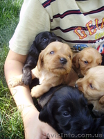 Английский кокер-спаниель - <ro>Изображение</ro><ru>Изображение</ru> #1, <ru>Объявление</ru> #669814