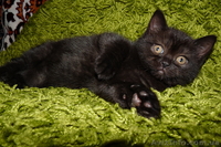 Срочно продам котят британских короткошерстных - <ro>Изображение</ro><ru>Изображение</ru> #3, <ru>Объявление</ru> #669737