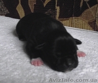 Высокопородные щенки амстаффа - <ro>Изображение</ro><ru>Изображение</ru> #3, <ru>Объявление</ru> #662198