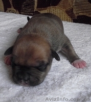 Высокопородные щенки амстаффа - <ro>Изображение</ro><ru>Изображение</ru> #1, <ru>Объявление</ru> #662198